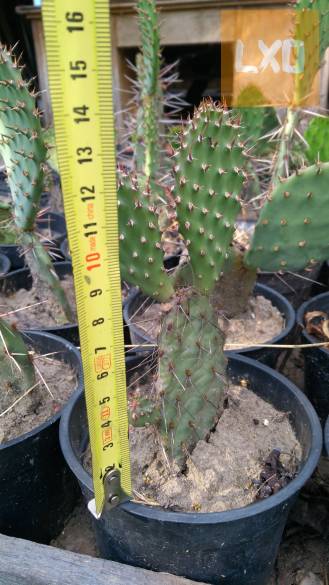 Télálló medvetalp kaktusz eladó! apróhirdetés
