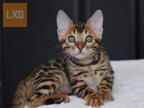 Adorable Bengal Kitten available apróhirdetés
