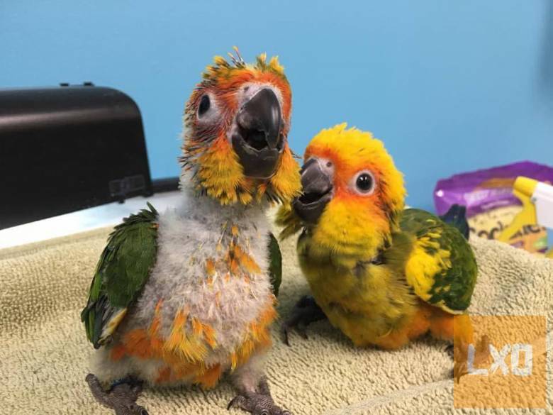 ara és afrikai szürke papagáj eladó apróhirdetés