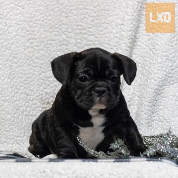 AKC quality French Bulldog Puppy for free adoption!!! apróhirdetés