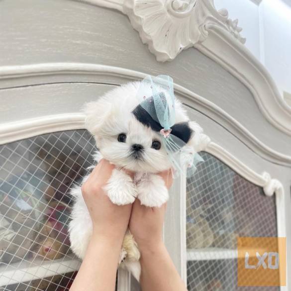 Priceless Pedigree Maltese Puppy Ready For Adoption! apróhirdetés