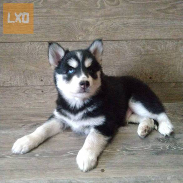 Adorable Siberian Husky Pups For Sale apróhirdetés