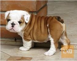 Cute and Adorable English bulldog Puppies for Adoption apróhirdetés