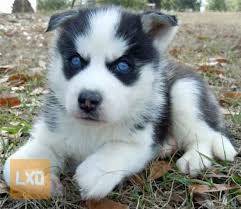 Adorable Blue Eyed Siberian Husky Puppies For Sale apróhirdetés