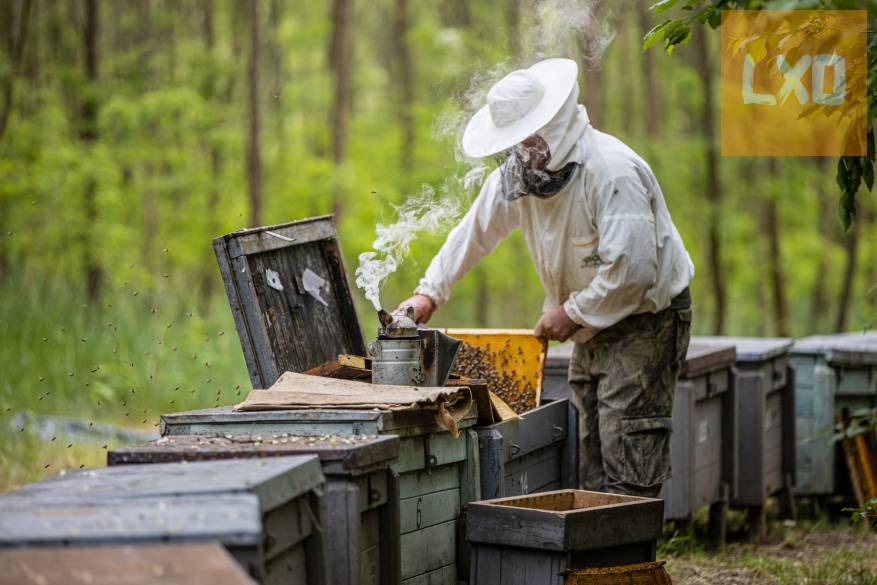 Méhész tanfolyam képzés oktatás apróhirdetés