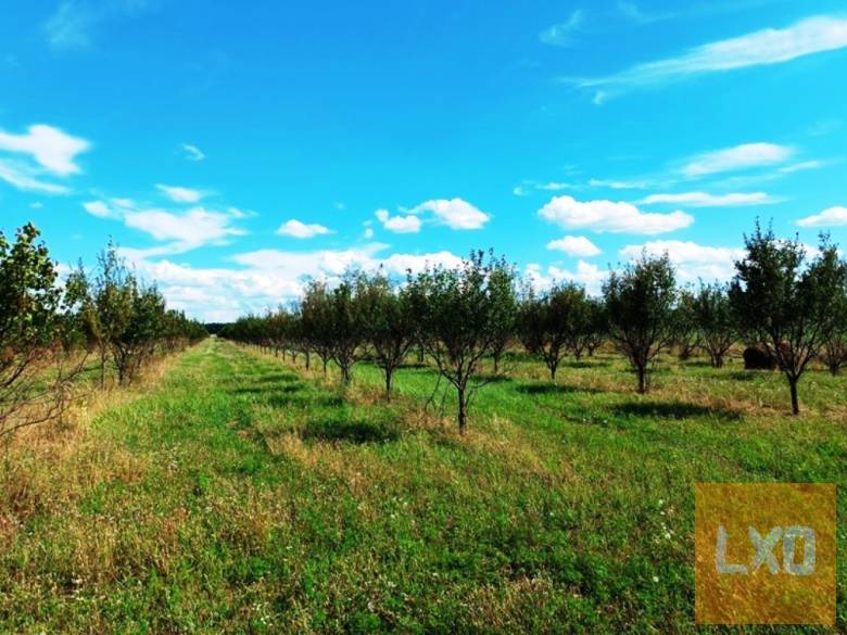 Eladó Sződ határában, 150000 m2-es mezőgazdasági terület. apróhirdetés