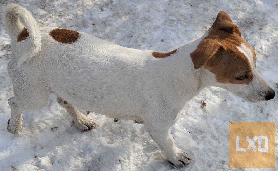 Jack Russel terrier  kiskutyák:) apróhirdetés