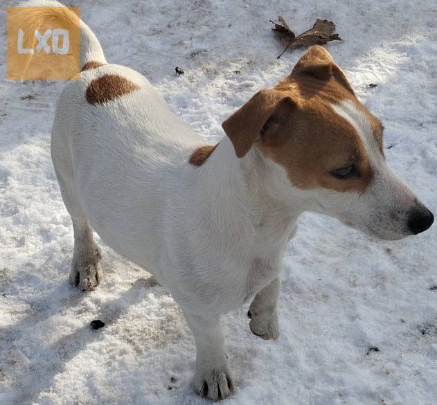 Jack Russel terrier kiskutyák! apróhirdetés