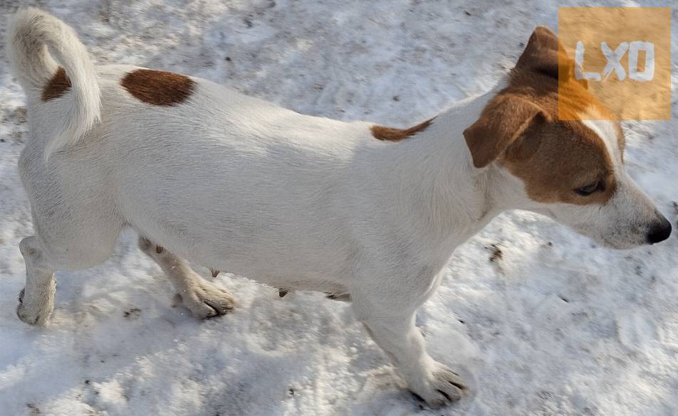 Jack Russel terrier kiskutyák! apróhirdetés