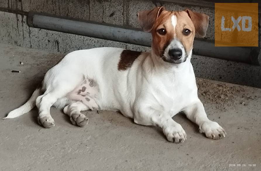Jack Russel terrier kiskutyák! apróhirdetés