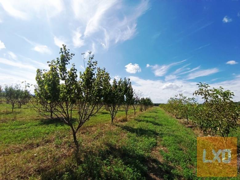 Eladó 15 HA mezőgazdasági terület Sződ határában! apróhirdetés