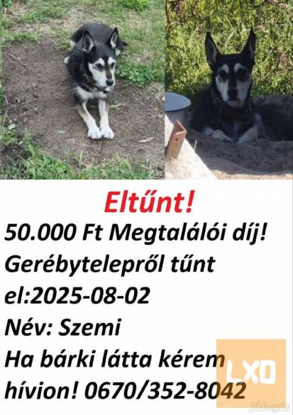 Keresem a kutyám ! Debrecen apróhirdetés