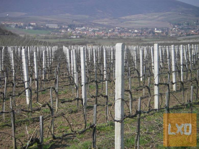 Szőlőoszlop, szőlőkaró, vadháló, huzal, drótkerítés, kerítés apróhirdetés