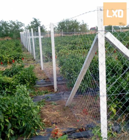 Kerítés építés, telepítés! Drótkerítés, drótháló, vadháló, kapu apróhirdetés