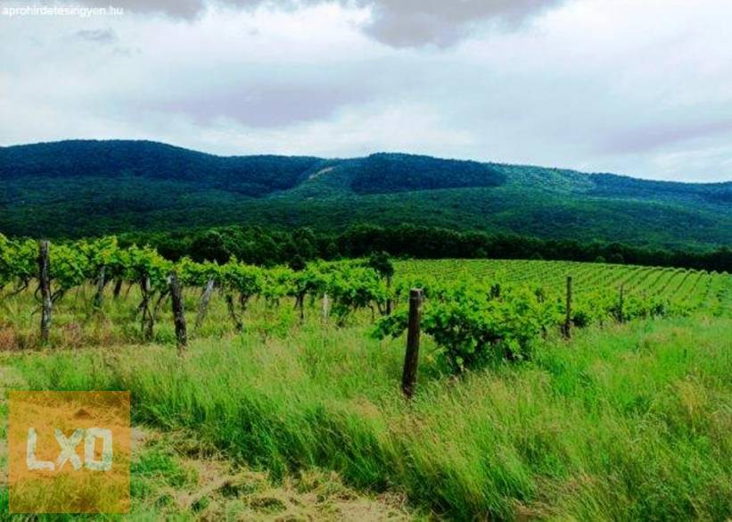 Eladó Szendehelyen 11. 700 m2-es szőlőültetvényt. apróhirdetés