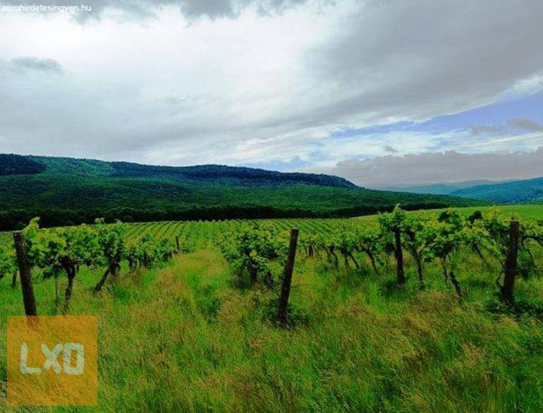 Eladó Szendehelyen 11. 700 m2-es szőlőültetvényt. apróhirdetés
