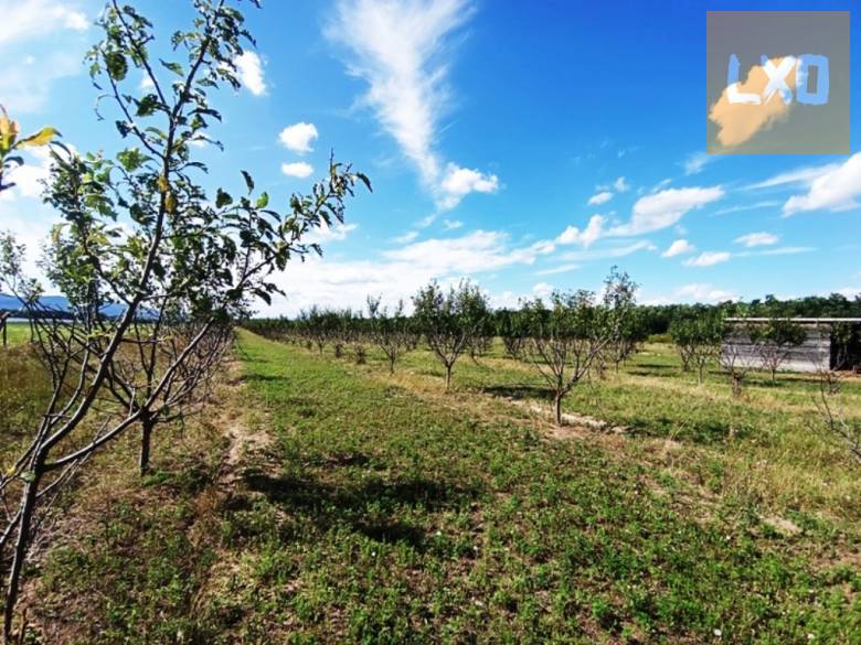 Eladó 8.2 Hektár mezőgazdasági terület Sződön. apróhirdetés