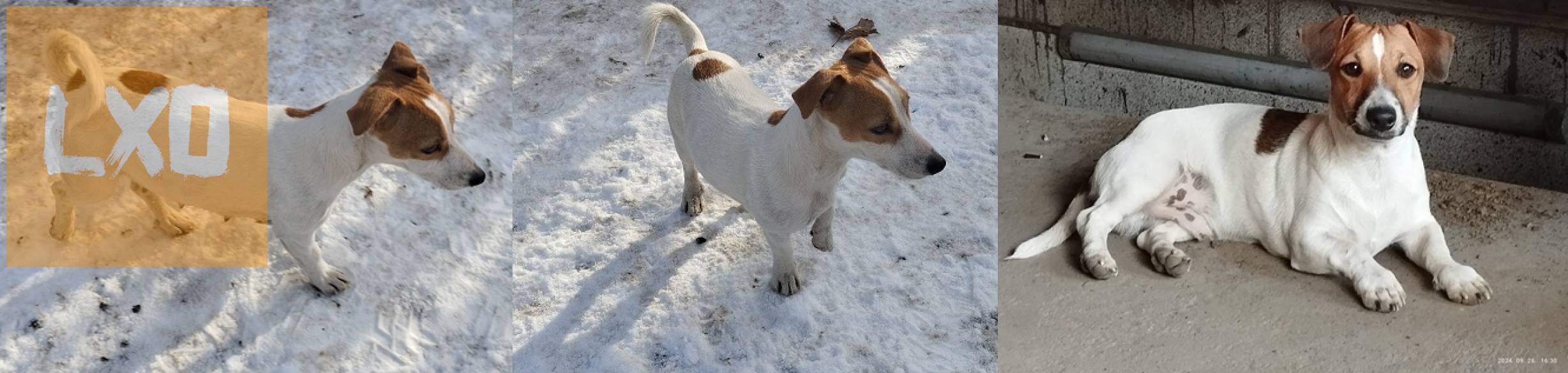 Jack Russell terrier szuka kiskutya! apróhirdetés