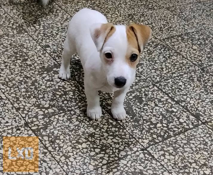 Jack Russell terrier szuka kiskutya! apróhirdetés
