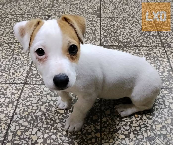 Jack Russell terrier szuka kiskutya! apróhirdetés