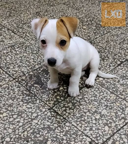 Jack Russell terrier szuka kiskutya! apróhirdetés